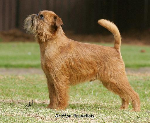 Griffon Bruxellois 9Y406D-086.JPG